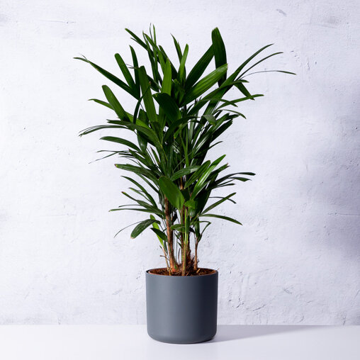 Stokpalm